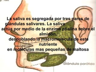 La saliva es segregada por tres pares de glándulas salivares. La saliva  actúa por medio de la enzima ptialina sobre el almidón, desdoblando la macromolécula de este nutriente en moléculas mas pequeñas de maltosa  