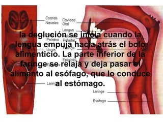 la deglución se inicia cuando la lengua empuja hacia atrás el bolo alimenticio. La parte inferior de la faringe se relaja y deja pasar el alimento al esófago, que lo conduce al estómago. 