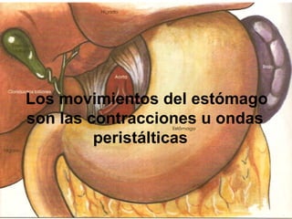 Los movimientos del estómago son las contracciones u ondas peristálticas  