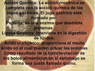 Acción Química: La acción mecánica se completa con la acción química de los jugos gástricos. El jugo gástrico esta formado por: Pepsina: es una enzima que desdobla proteínas . Lipasa Gástrica: interviene en la digestión de lípidos. Ácido clorhídrico: proporciona el medio ácido en el cual pueden actuar las enzimas Como resultado de la transformación de los bolos alimenticios en el estomago se forma una pasta llamada quimo. . 