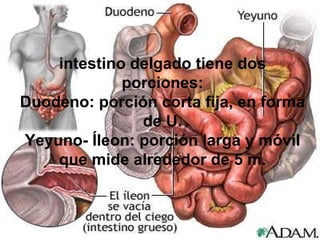 intestino delgado tiene dos porciones: Duodeno: porción corta fija, en forma de U. Yeyuno- Íleon: porción larga y móvil que mide alrededor de 5 m. 