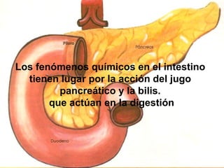 Los fenómenos químicos en el intestino tienen lugar por la acción del jugo pancreático y la bilis. que actúan en la digestión 