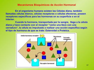 Mecanismos Bioquímicos de Acción Hormonal   En el organismo humano existen las Células diana, también llamadas células blanco, células receptoras o células efectoras, poseen receptores específicos para las hormonas en su superficie o en el interior.  Cuando la hormona, transportada por la sangre,  llega a la célula diana y hace contacto con el receptor “como una llave con una cerradura“, la célula es impulsada a realizar una acción específica según el tipo de hormona de que se trate: Esteroidal o Proteica.  