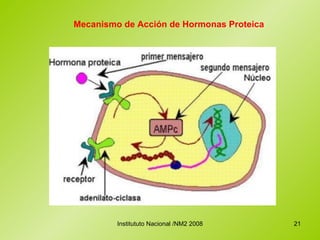 Mecanismo de Acción de Hormonas Proteica 