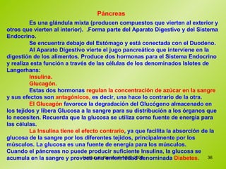 Páncreas Es una glándula mixta (producen compuestos que vierten al exterior y otros que vierten al interior).  .Forma parte del Aparato Digestivo y del Sistema Endocrino.  Se encuentra debajo del Estómago y está conectada con el Duodeno.  Al Aparato Digestivo vierte el jugo pancreático que interviene en la digestión de los alimentos. Produce dos hormonas para el Sistema Endocrino y realiza esta función a través de las células de los denominados Islotes de Langerhans:  Insulina. Glucagón. Estas dos hormonas  regulan la concentración de azúcar en la sangre  y sus efectos son  antagónicos,  es decir, una hace lo contrario de la otra. El Glucagón  favorece la degradación del Glucógeno almacenado en los tejidos y libera Glucosa a la sangre para su distribución a los órganos que lo necesiten. Recuerda que la glucosa se utiliza como fuente de energía para las células. La Insulina tiene el efecto contrario , ya que facilita la absorción de la glucosa de la sangre por los diferentes tejidos, principalmente por los músculos. La glucosa es una fuente de energía para los músculos.  Cuando el páncreas no puede producir suficiente Insulina, la glucosa se acumula en la sangre y provoca una enfermedad denominada   Diabetes. 