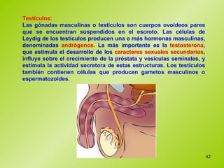 Testículos:   Las gónadas masculinas o testículos son cuerpos ovoideos pares que se encuentran suspendidos en el escroto. Las células de Leydig de los testículos producen una o más hormonas masculinas, denominadas  andrógenos.  La más importante es la  testosterona , que estimula el desarrollo de los  caracteres sexuales secundarios , influye sobre el crecimiento de la próstata y vesículas seminales, y estimula la actividad secretora de estas estructuras. Los testículos también contienen células que producen gametos masculinos o espermatozoides.  