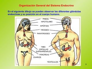 Organización General del Sistema Endocrino En el siguiente dibujo se pueden observar las diferentes glándulas endocrinas y su posición en el cuerpo humano.  