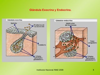 Glándula Exocrina y Endocrina.  