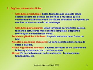 2. Según el número de células: Glándulas unicelulares:  Están formadas por una sola célula secretora como las células caliciformes o mucosas que se encuentran distribuidas entre las células cilíndricas del epitelio de muchas mucosas como la del estómago.  Glándulas pluricelulares:  Están formadas por múltiples células, formando estructuras más o menos complejas, adoptando morfologías características como:  Túbulos o glándulas tubulares:  La parte secretora tiene forma de tubo.  Alvéolos o glándulas alveolares:  La parte secretora tiene forma de bolsa o alvéolo.  Acinos o glándulas acinosas:  La parte secretora es un conjunto de bolsas que drenan un uno o varios túbulos.  Mixtas:  Es la combinanción de las anteriores: Tubuloalveolar, tubuloacinar, etc.  