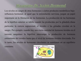 Los niveles en sangre de otras hormonas y ciertos productos metabólicos bajo
influencia hormonal, al igual que la estimulación nerviosa, juegan un papel
importante en la liberación de las hormonas. La producción de las hormonas
de la hipófisis anterior se inhibe cuando las producidas por la glándula diana
particular, la corteza suprarrenal, el tiroides o las gónadas circulan en la
sangre. Por ejemplo, cuando hay una cierta cantidad de hormona tiroidea en el
torrente sanguíneo la hipófisis interrumpe la producción de hormona
estimulante del tiroides hasta que el nivel de hormona tiroidea descienda. Por
lo tanto, los niveles de hormonas circulantes se mantienen en un equilibrio
constante.
 