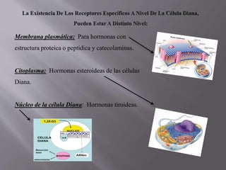 Membrana plasmática: Para hormonas con
estructura proteica o peptídica y catecolaminas.
Citoplasma: Hormonas esteroideas de las células
Diana.
Núcleo de la célula Diana: Hormonas tiroideas.
 