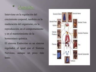 Interviene en la regulación del
crecimiento corporal, también en la
maduración del organismo, en la
reproducción, en el comportamiento
y en el mantenimiento de la
homeostasis química.
El sistema Endocrino es un sistema
regulador, al igual que el Sistema
Nervioso, aunque un poco más
lento.
 