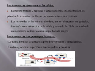 Las hormonas se almacenan en las células:
Estructura proteica y peptídica y catecolamionas, se almacenan en los
gránulos de secreción. Se liberan por un mecanismo de exocitosis
Los esteroides y las células tiroideas, no se almacenan en gránulos,
formando compartimentos de la célula y salen de la célula por medio de
un mecanismo de transferencia simple hacia la sangre
Las hormonas se transportan por la sangre :
· De forma libre: los de estructura peptídica y proteica y catecolaminas.
· Unidas a globulinas específicas: las esteroideas y tiroideas.
 