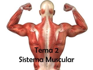 Tema 2
Sistema Muscular
 