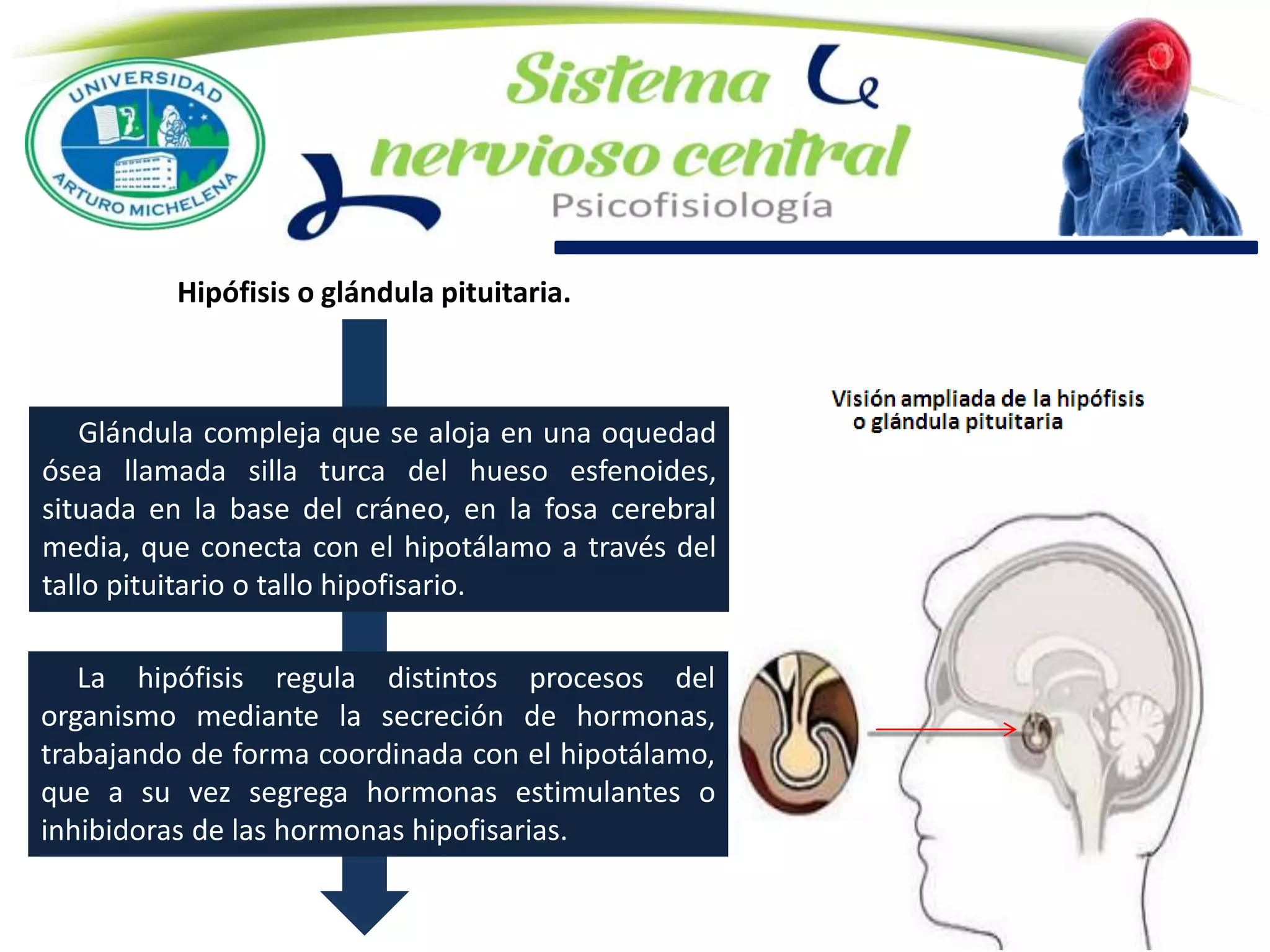Glándula compleja que se aloja en una oquedad
ósea llamada silla turca del hueso esfenoides,
situada en la base del cráneo, en la fosa cerebral
media, que conecta con el hipotálamo a través del
tallo pituitario o tallo hipofisario.
La hipófisis regula distintos procesos del
organismo mediante la secreción de hormonas,
trabajando de forma coordinada con el hipotálamo,
que a su vez segrega hormonas estimulantes o
inhibidoras de las hormonas hipofisarias.
Hipófisis o glándula pituitaria.
 