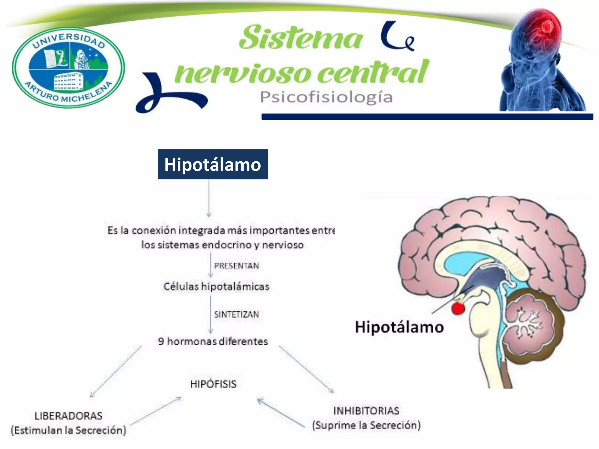 Hipotálamo
 