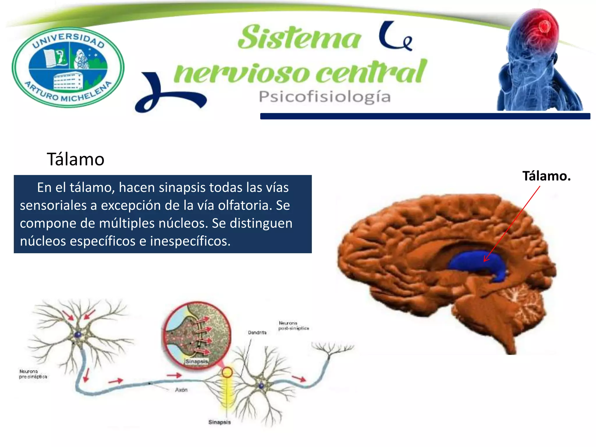 En el tálamo, hacen sinapsis todas las vías
sensoriales a excepción de la vía olfatoria. Se
compone de múltiples núcleos. Se distinguen
núcleos específicos e inespecíficos.
Tálamo
Tálamo.
 