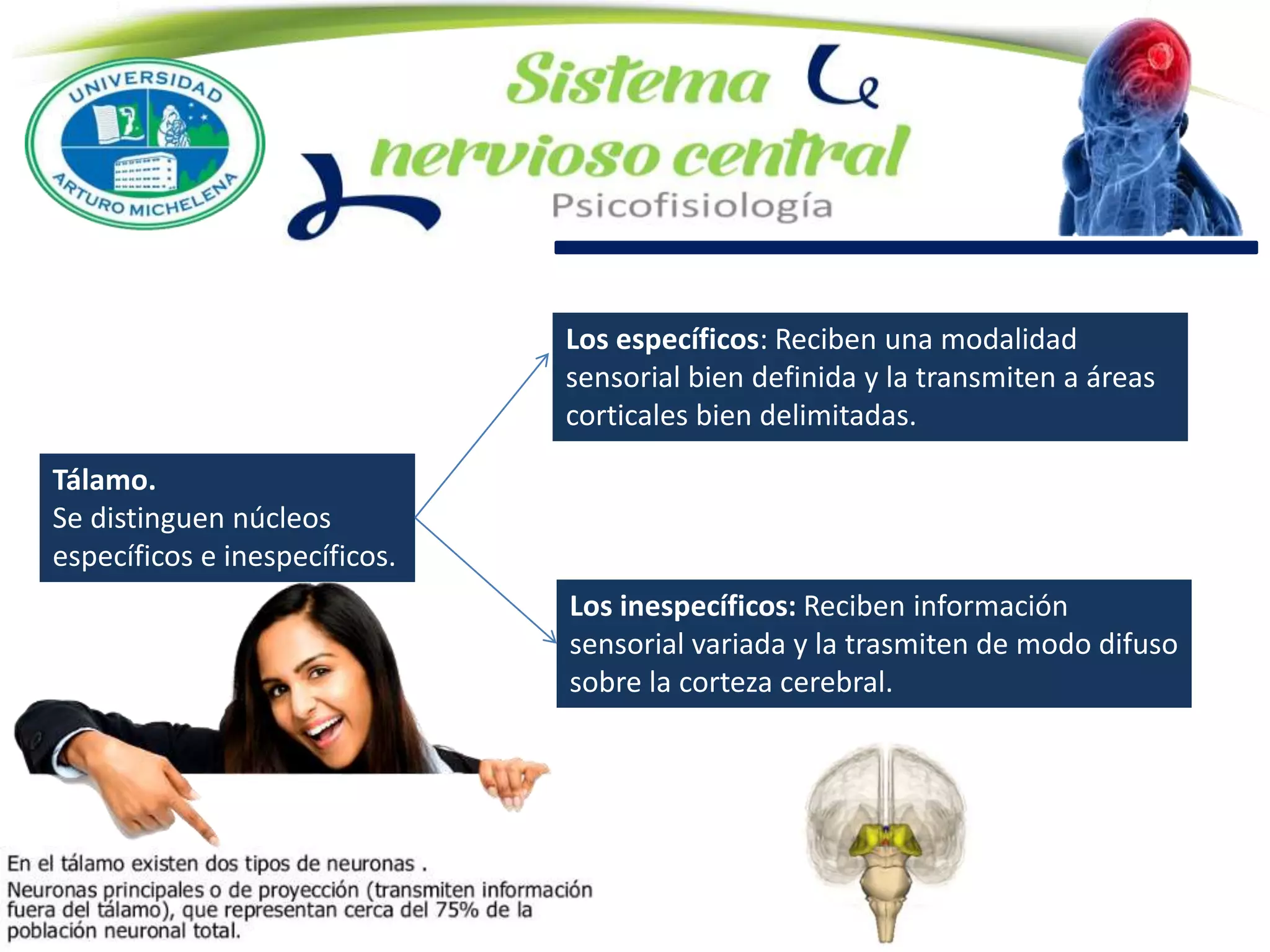 Los inespecíficos: Reciben información
sensorial variada y la trasmiten de modo difuso
sobre la corteza cerebral.
Tálamo.
Se distinguen núcleos
específicos e inespecíficos.
Los específicos: Reciben una modalidad
sensorial bien definida y la transmiten a áreas
corticales bien delimitadas.
 
