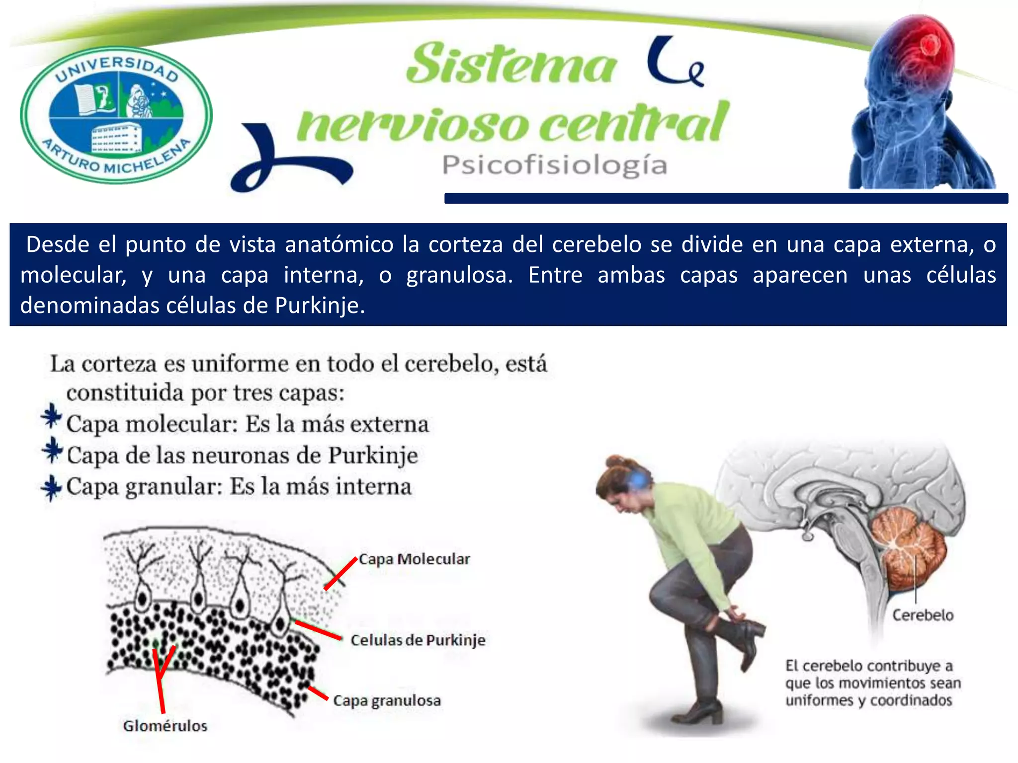 Desde el punto de vista anatómico la corteza del cerebelo se divide en una capa externa, o
molecular, y una capa interna, o granulosa. Entre ambas capas aparecen unas células
denominadas células de Purkinje.
 