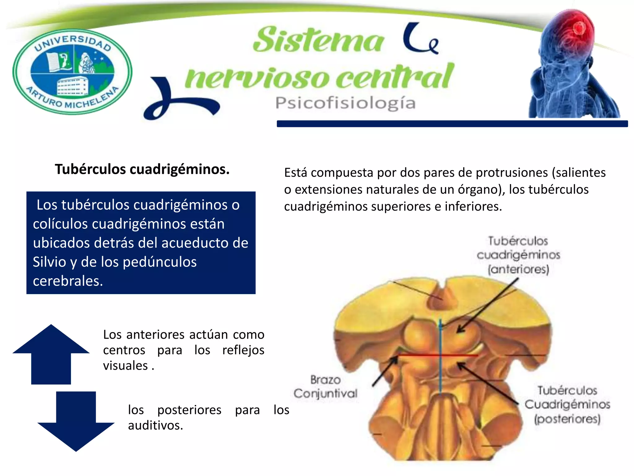 Tubérculos cuadrigéminos.
Los tubérculos cuadrigéminos o
colículos cuadrigéminos están
ubicados detrás del acueducto de
Silvio y de los pedúnculos
cerebrales.
Está compuesta por dos pares de protrusiones (salientes
o extensiones naturales de un órgano), los tubérculos
cuadrigéminos superiores e inferiores.
Los anteriores actúan como
centros para los reflejos
visuales .
los posteriores para los
auditivos.
 