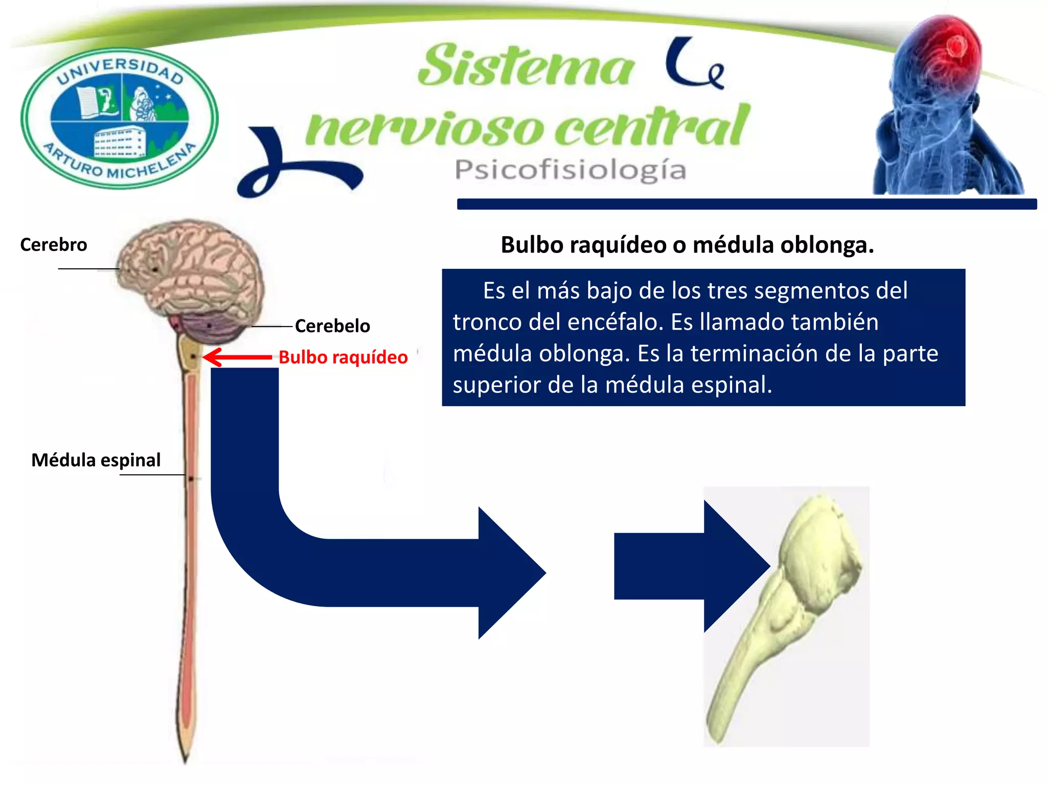 Bulbo raquídeo o médula oblonga.
Es el más bajo de los tres segmentos del
tronco del encéfalo. Es llamado también
médula oblonga. Es la terminación de la parte
superior de la médula espinal.
Médula espinal
Cerebro
Cerebelo
Bulbo raquídeo
 