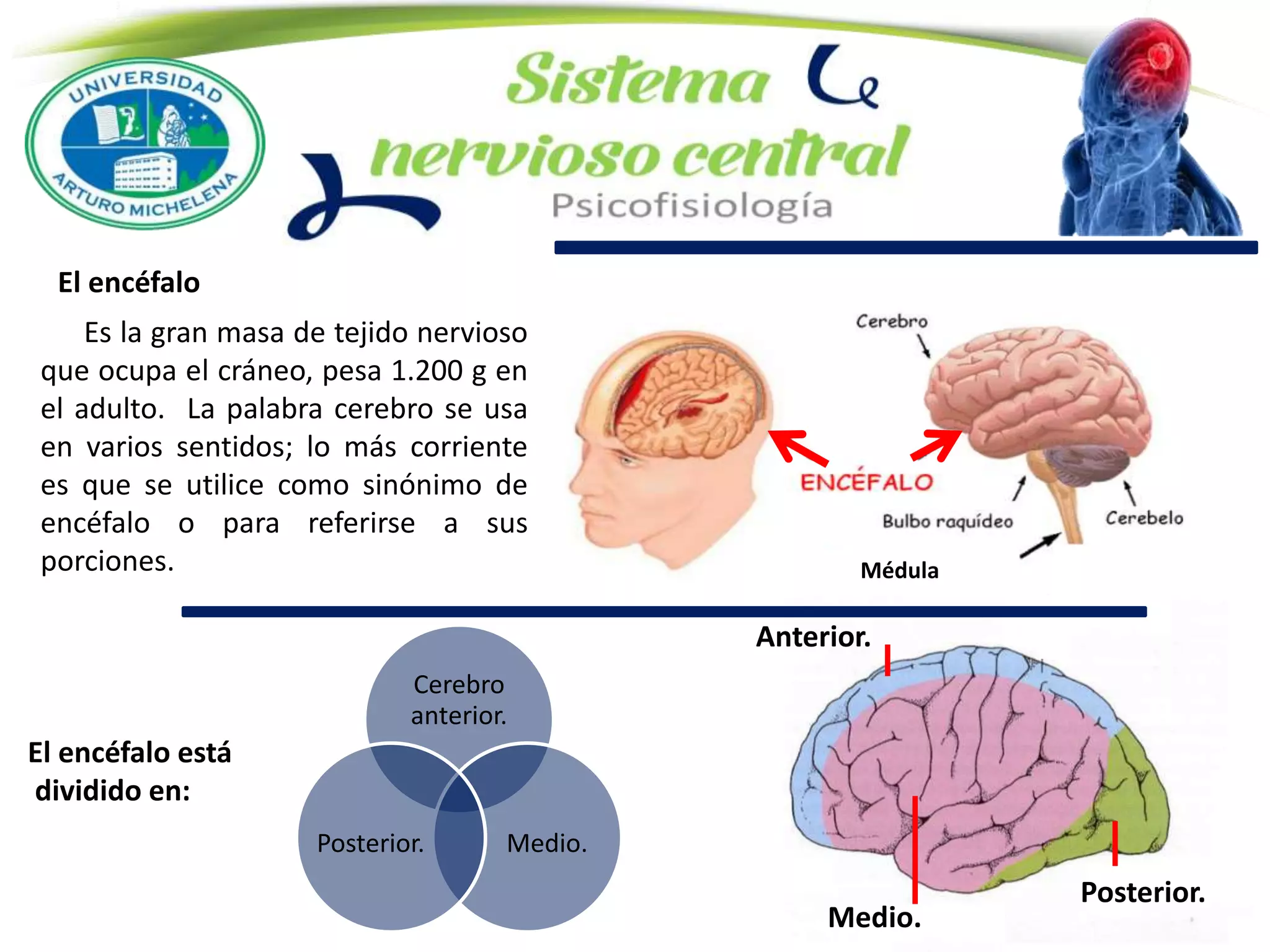 El encéfalo
Médula
espinal
Es la gran masa de tejido nervioso
que ocupa el cráneo, pesa 1.200 g en
el adulto. La palabra cerebro se usa
en varios sentidos; lo más corriente
es que se utilice como sinónimo de
encéfalo o para referirse a sus
porciones.
Cerebro
anterior.
Medio.Posterior.
El encéfalo está
dividido en:
Anterior.
Posterior.
Medio.
 
