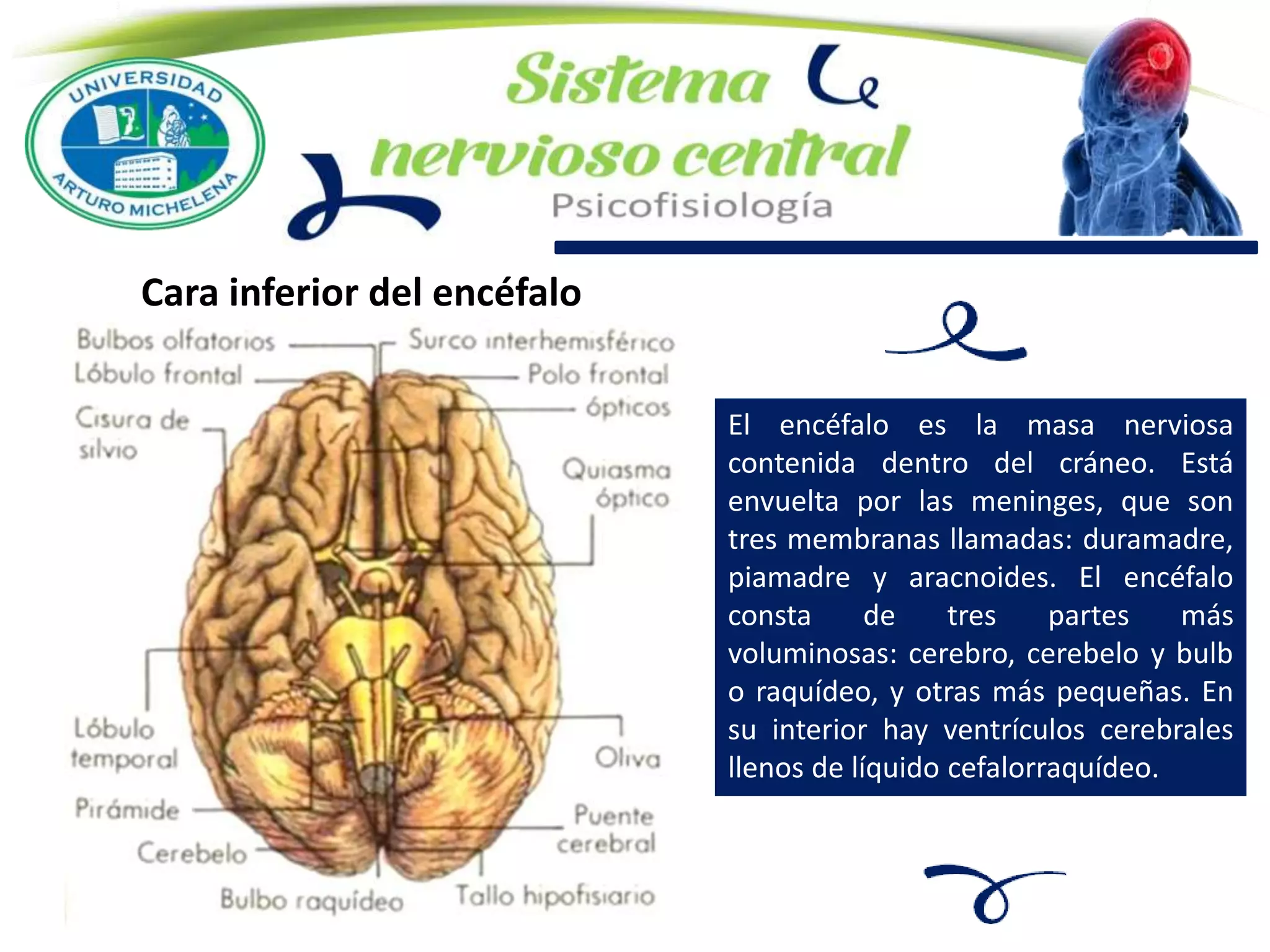 Cara inferior del encéfalo
El encéfalo es la masa nerviosa
contenida dentro del cráneo. Está
envuelta por las meninges, que son
tres membranas llamadas: duramadre,
piamadre y aracnoides. El encéfalo
consta de tres partes más
voluminosas: cerebro, cerebelo y bulb
o raquídeo, y otras más pequeñas. En
su interior hay ventrículos cerebrales
llenos de líquido cefalorraquídeo.
 