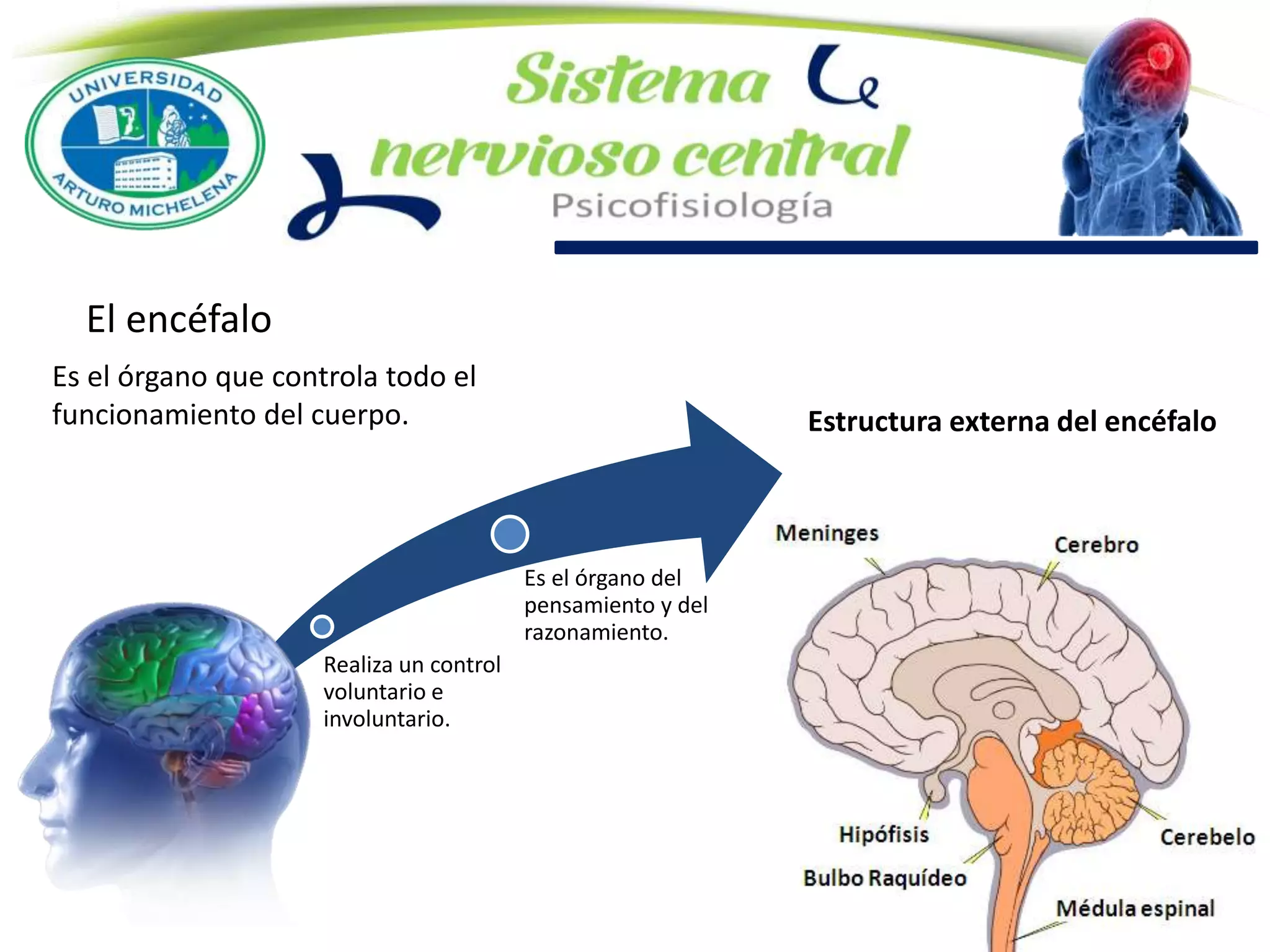 Estructura externa del encéfalo
Es el órgano que controla todo el
funcionamiento del cuerpo.
El encéfalo
Realiza un control
voluntario e
involuntario.
Es el órgano del
pensamiento y del
razonamiento.
 