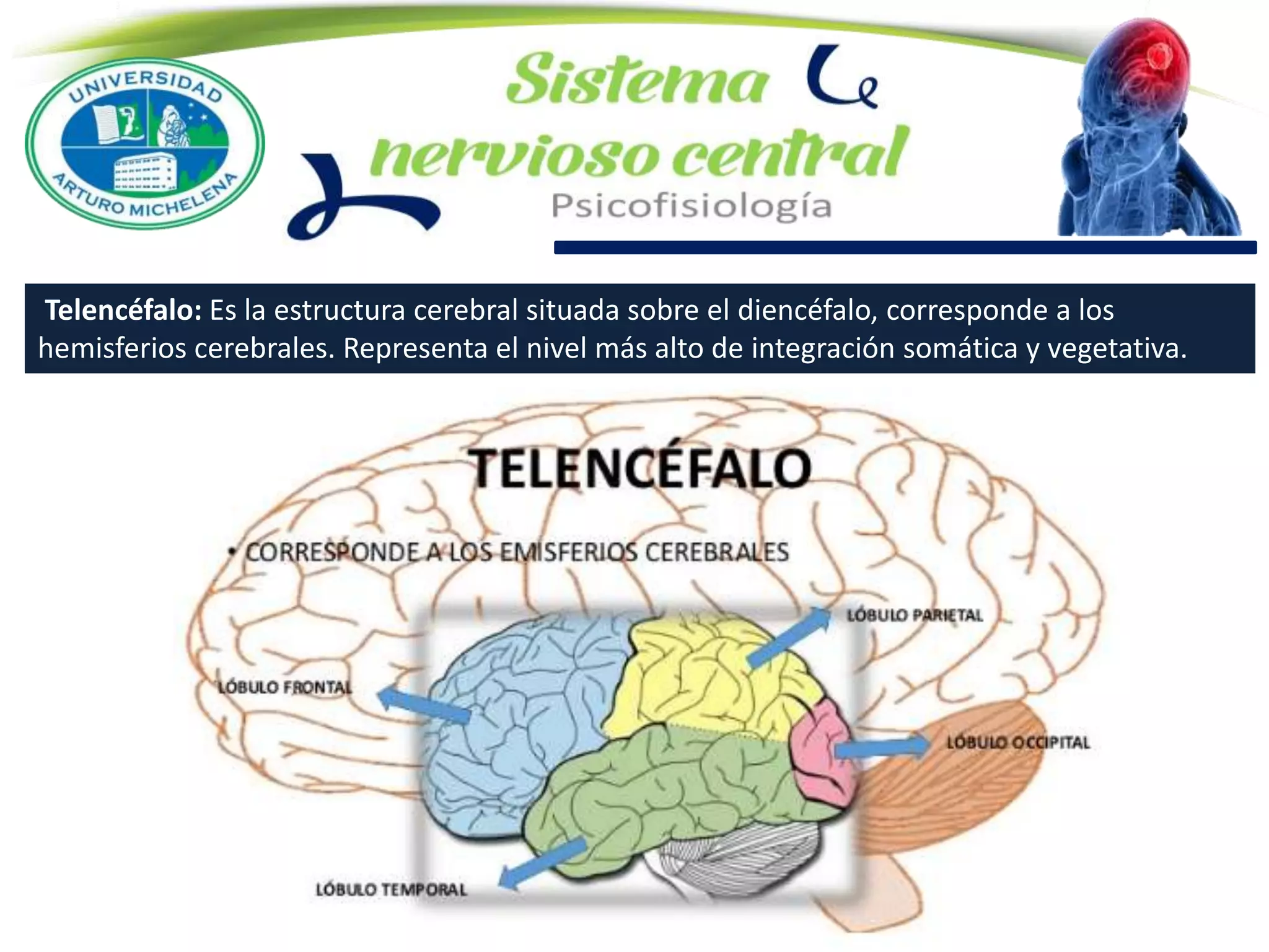 Telencéfalo: Es la estructura cerebral situada sobre el diencéfalo, corresponde a los
hemisferios cerebrales. Representa el nivel más alto de integración somática y vegetativa.
 
