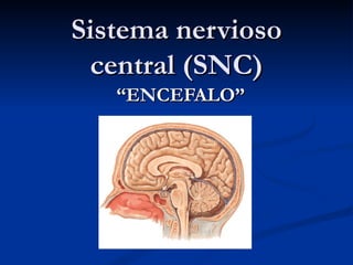 Sistema nervioso
 central (SNC)
   “ENCEFALO”
 