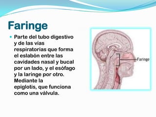 Faringe
 Parte del tubo digestivo
 y de las vías
 respiratorias que forma
 el eslabón entre las
 cavidades nasal y bucal
 por un lado, y el esófago
 y la laringe por otro.
 Mediante la
 epiglotis, que funciona
 como una válvula.
 