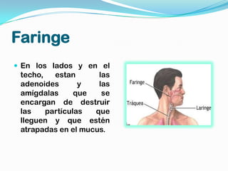 Faringe
 En los lados y en el
 techo,   estan      las
 adenoides       y   las
 amígdalas      que   se
 encargan de destruir
 las    partículas  que
 lleguen y que estén
 atrapadas en el mucus.
 