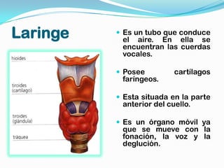 Laringe    Es un tubo que conduce
           el aire. En ella se
           encuentran las cuerdas
           vocales.

           Posee         cartílagos
           faríngeos.

           Esta situada en la parte
           anterior del cuello.

           Es un órgano móvil ya
           que se mueve con la
           fonación, la voz y la
           deglución.
 