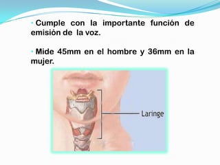 • Cumple con la importante función de
emisión de la voz.

• Mide 45mm en el hombre y 36mm en la
mujer.
 