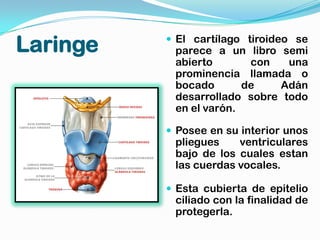 Laringe    El cartílago tiroideo se
           parece a un libro semi
           abierto       con   una
           prominencia llamada o
           bocado       de   Adán
           desarrollado sobre todo
           en el varón.

           Posee en su interior unos
           pliegues    ventriculares
           bajo de los cuales estan
           las cuerdas vocales.

           Esta cubierta de epitelio
           ciliado con la finalidad de
           protegerla.
 