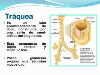 Tráquea
 Es       un         tubo
 aproximadamente        de
 3cm, constituida por
 una serie de semi-
 anillos cartilaginosos.

 Esta  compuesta      de
 tejido    epitelial    y
 musculo liso .

 Posee      glándulas
 propias que secretan
 mucosidad
 