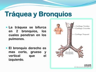 Tráquea y Bronquios
 La tráquea se bifurca
 en 2 bronquios, los
 cuales penetran en los
 pulmones.

 El bronquio derecho es
 mas corto, grueso y
 vertical   que    el
 izquierdo.
 