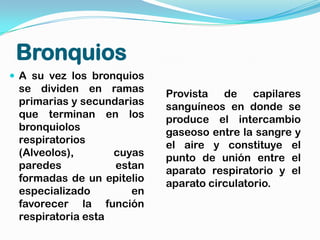 Bronquios
 A su vez los bronquios
 se dividen en ramas       Provista   de capilares
 primarias y secundarias   sanguíneos en donde se
 que terminan en los       produce el intercambio
 bronquiolos               gaseoso entre la sangre y
 respiratorios             el aire y constituye el
 (Alveolos),       cuyas   punto de unión entre el
 paredes           estan   aparato respiratorio y el
 formadas de un epitelio   aparato circulatorio.
 especializado        en
 favorecer la función
 respiratoria esta
 