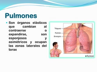 Pulmones
 Son órganos elásticos
 que      cambian      al
 contraerse            o
 expandirse,         son
 esponjosos             y
 asimétricos y ocupan
 las zonas laterales del
 torax
 