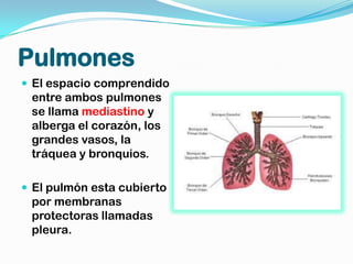 Pulmones
 El espacio comprendido
 entre ambos pulmones
 se llama mediastino y
 alberga el corazón, los
 grandes vasos, la
 tráquea y bronquios.

 El pulmón esta cubierto
 por membranas
 protectoras llamadas
 pleura.
 