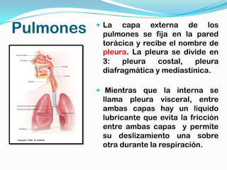 Pulmones    La   capa externa de los
            pulmones se fija en la pared
            torácica y recibe el nombre de
            pleura. La pleura se divide en
            3:    pleura   costal,  pleura
            diafragmática y mediastínica.

            Mientras que la interna se
            llama pleura visceral, entre
            ambas capas hay un liquido
            lubricante que evita la fricción
            entre ambas capas y permite
            su deslizamiento una sobre
            otra durante la respiración.
 