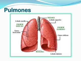 Pulmones
 
