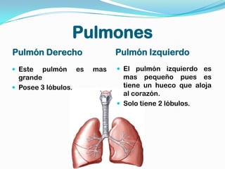Pulmones
Pulmón Derecho                  Pulmón Izquierdo
 Este   pulmón      es   mas    El pulmón izquierdo es
  grande                          mas pequeño pues es
 Posee 3 lóbulos.                tiene un hueco que aloja
                                  al corazón.
                                 Solo tiene 2 lóbulos.
 