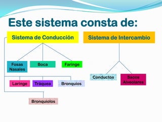 Este sistema consta de:
 Sistema de Conducción               Sistema de Intercambio



 Fosas       Boca         Faringe
Nasales
                                      Conductos     Sacos
 Laringe    Tráquea      Bronquios                Alveolares



           Bronquiolos
 