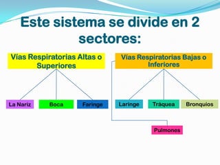 Este sistema se divide en 2
             sectores:
Vías Respiratorias Altas o    Vías Respiratorias Bajas o
       Superiores                     Inferiores




La Nariz   Boca     Faringe   Laringe   Tráquea    Bronquios



                                        Pulmones
 