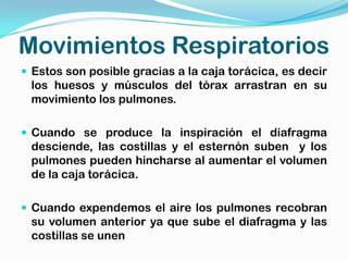 Movimientos Respiratorios
 Estos son posible gracias a la caja torácica, es decir
 los huesos y músculos del tórax arrastran en su
 movimiento los pulmones.

 Cuando se produce la inspiración el diafragma
 desciende, las costillas y el esternón suben y los
 pulmones pueden hincharse al aumentar el volumen
 de la caja torácica.

 Cuando expendemos el aire los pulmones recobran
 su volumen anterior ya que sube el diafragma y las
 costillas se unen
 