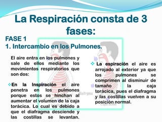 La Respiración consta de 3
            fases:
FASE 1
1. Intercambio en los Pulmones.
 El aire entra en los pulmones y
 sale de ellos mediante los         La espiración el aire es
 movimientos respiratorios que      arrojado al exterior ya que
 son dos:                           los       pulmones        se
                                    comprimen al disminuir de
En   la Inspiración el aire        tamaño          la      caja
 penetra en los pulmones            torácica, pues el diafragma
 porque estos se hinchan al         y las costillas vuelven a su
 aumentar el volumen de la caja     posición normal.
 torácica. Lo cual es debido a
 que el diafragma desciende y
 las costillas se levantan.
 