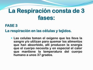 La Respiración consta de 3
           fases:
FASE 3
La respiración en las células y tejidos.
    Las celulas toman el oxigeno que les lleva la
     sangre y/o utilizan para quemar los alimentos
     que han absorbido, allí producen la energía
     que el cuerpo necesita y en especial el calor
     que mantiene la temperatura del cuerpo
     humano a unos 37 grados.
 