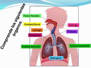 Fosas Nasales


 Cavidad Bucal                 Faringe

        Laringe
                              Tráquea
     Bronquios




Pulmón Derecho                  Pulmón Izquierdo




                  Diafragma
 