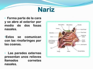 Nariz
• Forma parte de la cara
y se abre al exterior por
medio de dos fosas
nasales.

•Estos   se comunican
con las rinofaringes por
las coanas.

• Las paredes externas
presentan unos relieves
llamados      cornetes
nasales.
 